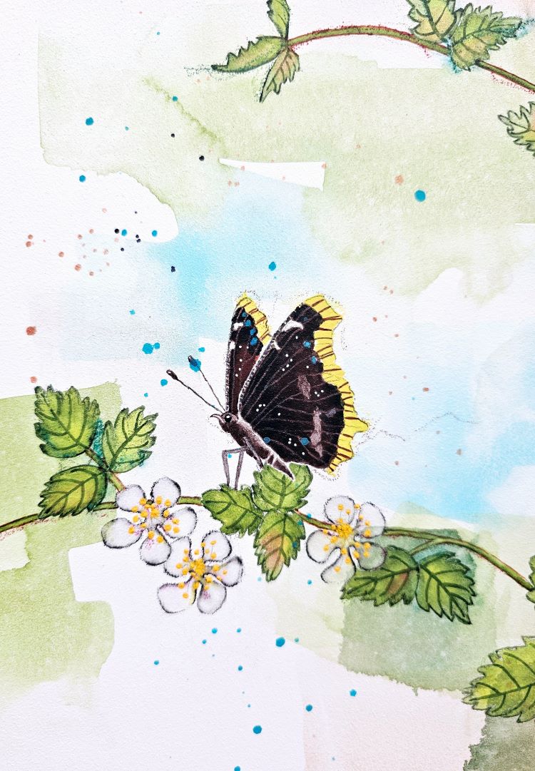 Artwork - A Coy Quail