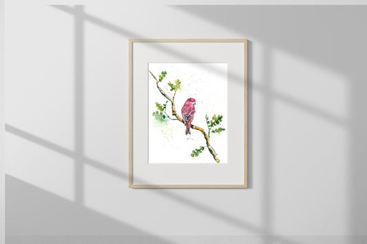 Print - Flirty Finch