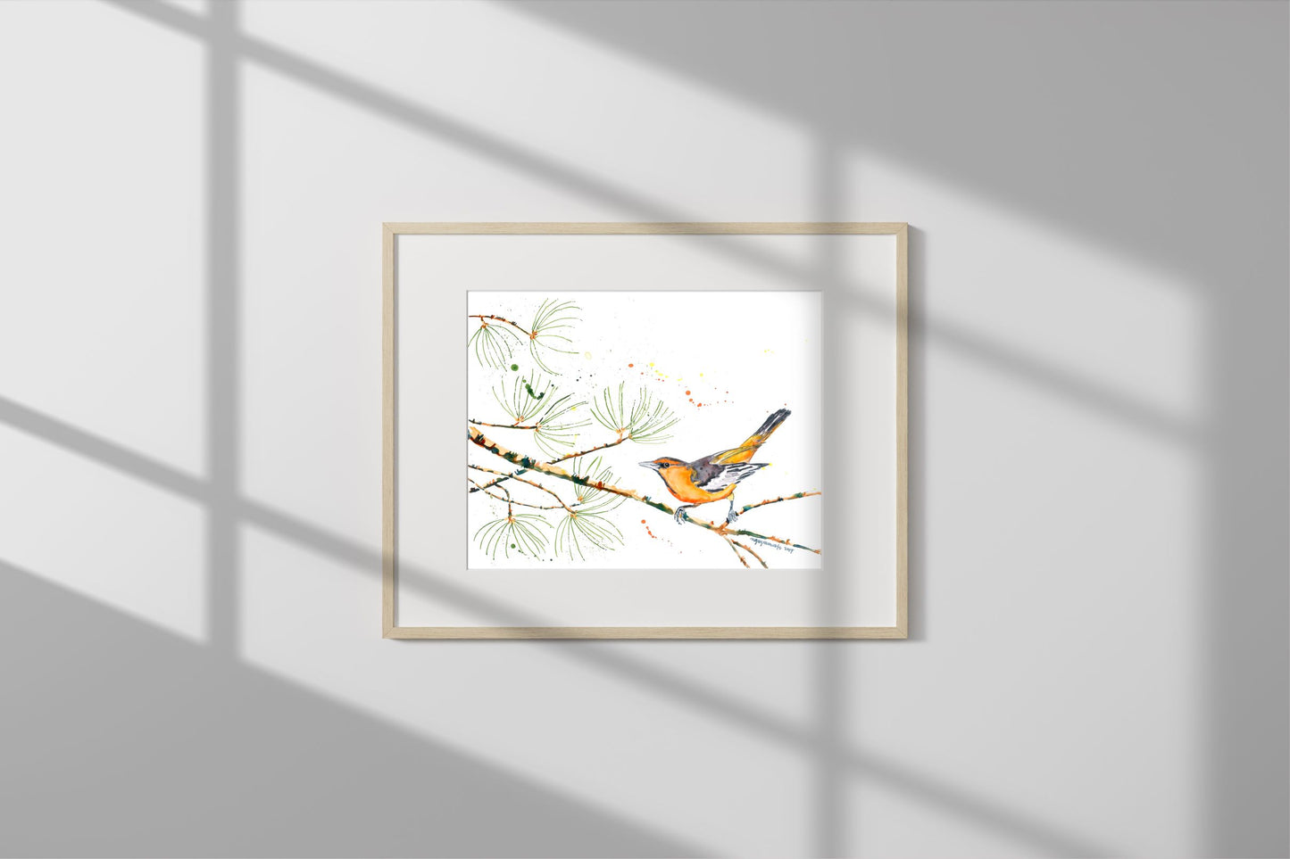 Print - Bullock's Oriole in Pine Branch