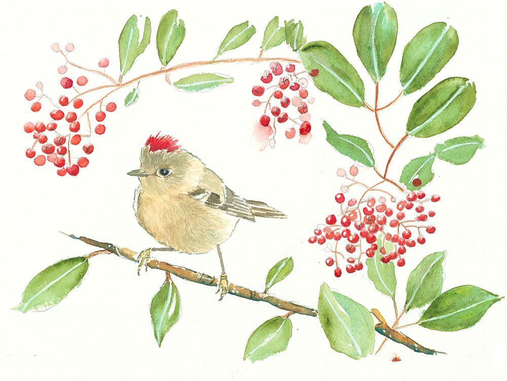 Print - Winter Visitor