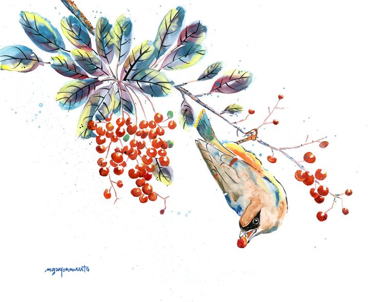 Print - Cedar Waxwing and Toyon