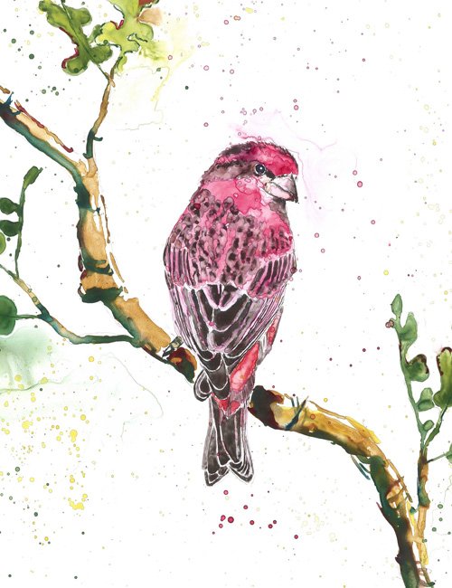 Print - Flirty Finch