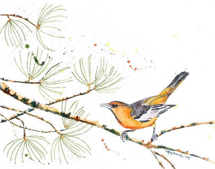 Print - Bullock's Oriole in Pine Branch