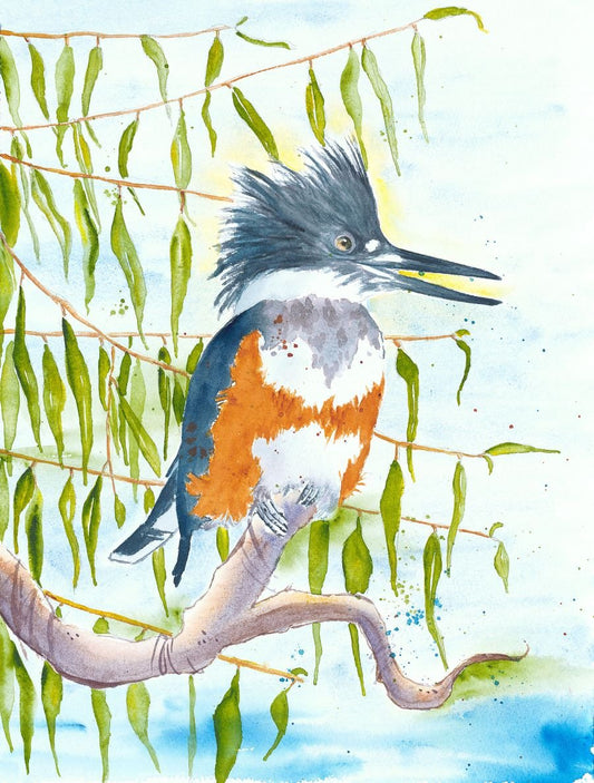 Artwork - Belted Kingfisher in Willows